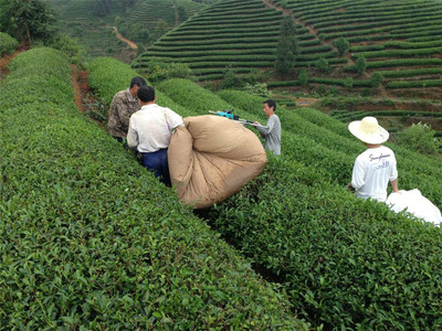 清正茶业