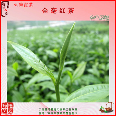 云南红茶叶 怡友金毫红茶 特级滇红茶 - 云南红茶叶 怡友金毫红茶 特级滇红茶厂家 - 云南红茶叶 怡友金毫红茶 特级滇红茶价格 - 普洱市怡友茶业 - 
