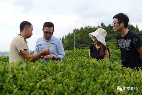 茂旺茶业 用心做好政和白茶
