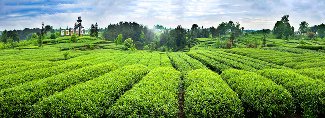 《飘香世界的茶业》