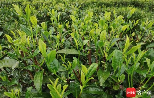 海南白沙陨石坑茶业获 全国首批生态低碳茶认证企业