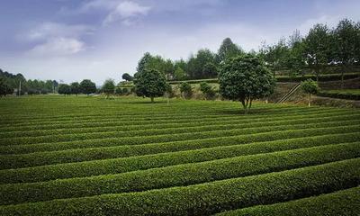 【茶香金井】湘丰茶业:始于一片茶叶,我们的征程是三产融合