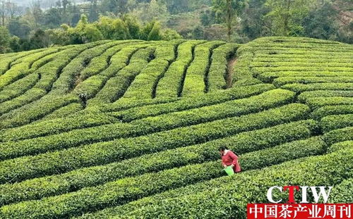 屏山县 统战同心茶业兴 共谋产业发展路