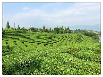 湖南老一队茶业