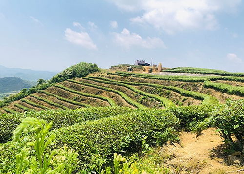 道和茶业 四季大师专注茶行业发展