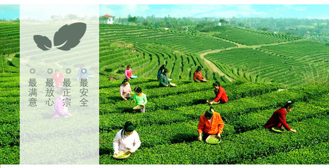 十八盘茶业 信阳毛尖