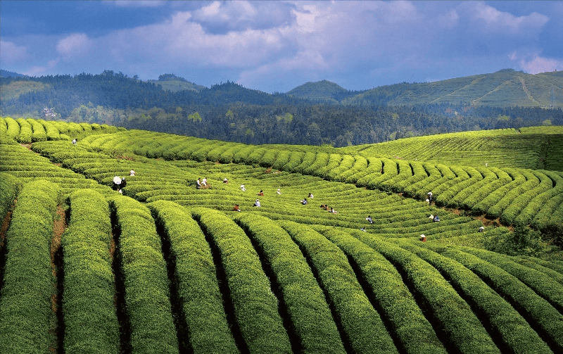 茶叶种植与加工:从茶园到茶杯_茶树_品质_香气