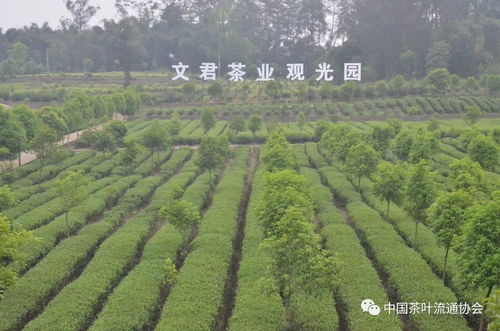 文君茶业 发挥行业龙头引领作用，助力乡村产业振兴