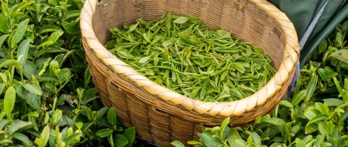 八马茶业冲击IPO受挫 资本为何不待见茶叶行业？