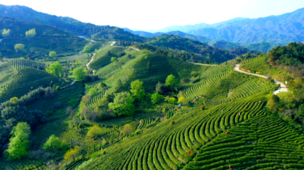 擦亮特色名片，打造农旅融合的茶叶小镇——三里城镇发展纪实