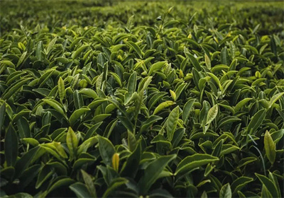 金壶春茶业