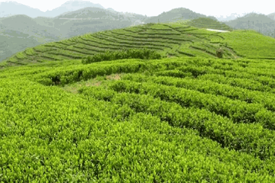 玉骢锌硒特色茶业