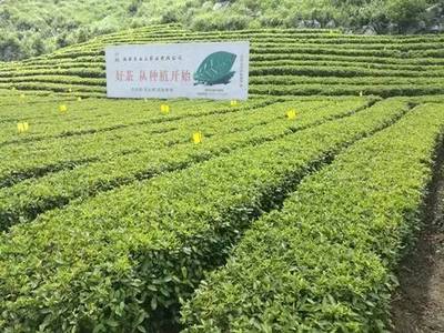 北京市茶业协会组团安化黑茶之旅(企业篇)