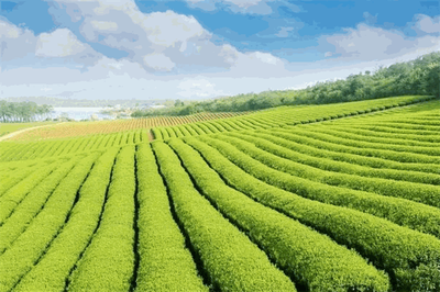 胜辉茶业