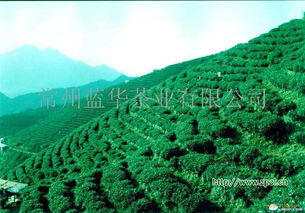 蓝华茶业加盟 加盟费多少钱 电话 怎么样