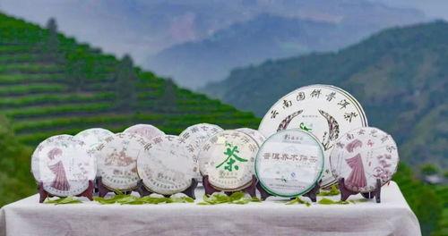 一片小茶叶,家乡脱贫梦