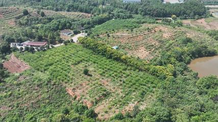 衡阳县 荒山变身‘摇钱树’，万亩金槐结‘金米’产业助推茶业发展